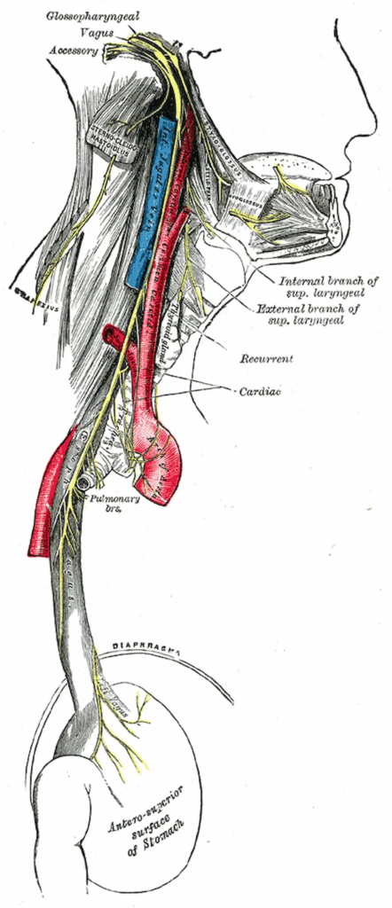 Diagram of the Vagus Nerve's pathway connecting brain to organs, illustrating its role in the parasympathetic nervous system